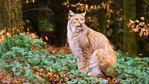 Close up of Lynx cat in a forest in fall Видео 310393578