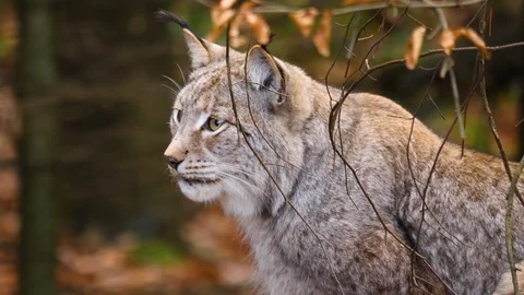 Close up of Lynx Stock Footage 121168476