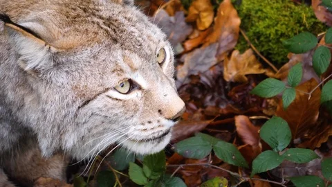 Close up of Lynx Stock Footage 121169442