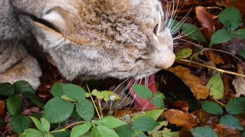Close up of Lynx Stock Footage 121170665