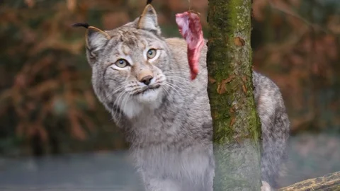 Close up of Lynx Stock Footage 121173853