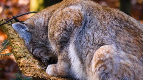 Close up of Lynx Stock Footage 122151467