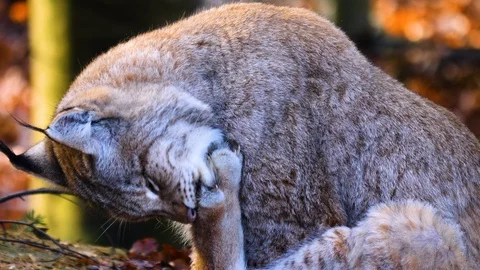 Close up of Lynx Stock Footage 122151536