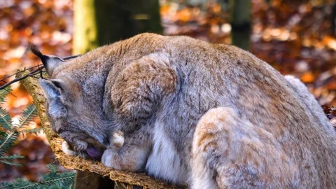 Close up of Lynx Stock Footage 122151614