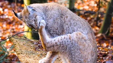 Close up of Lynx Stock Footage 122151651