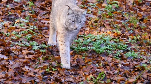 Close up of Lynx Stock Footage 122151825