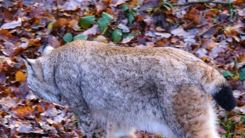 Close up of Lynx Stock Footage 122151850