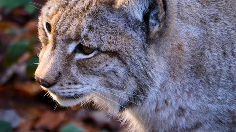 Close up of Lynx Video stock 122152081