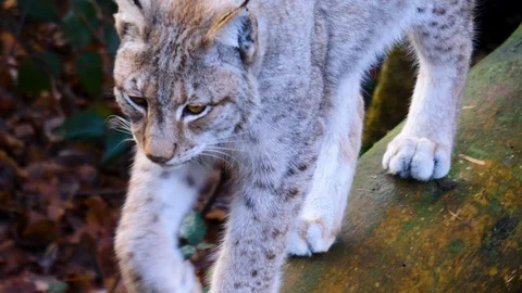 Close up of Lynx Video stock 122152085