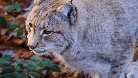Close up of Lynx Stock Footage 122152231