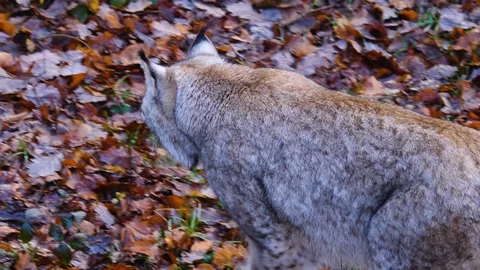 Close up of Lynx Stock Footage 122152310