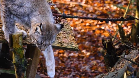 Close up of Lynx Video stock 122152325