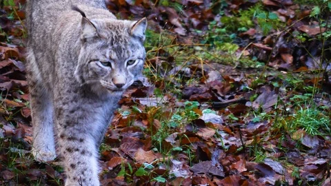Close up of Lynx Video stock 122152357