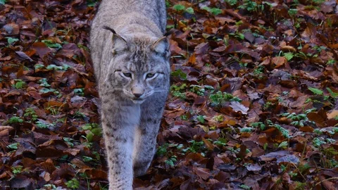 Close up of Lynx Video stock 122152361