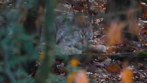 Close up of Lynx Stock Footage 122152444