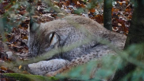 Close up of Lynx Stock Footage 122152870