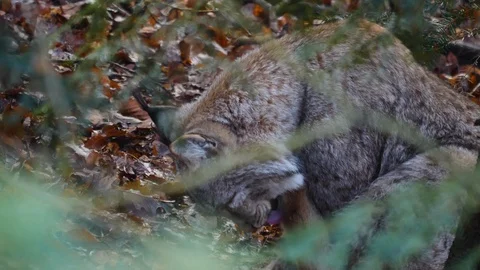 Close up of Lynx Video stock 122152877