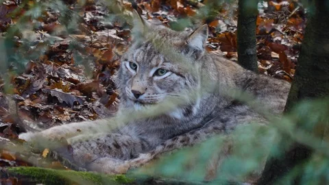 Close up of Lynx Stock Footage 122152959