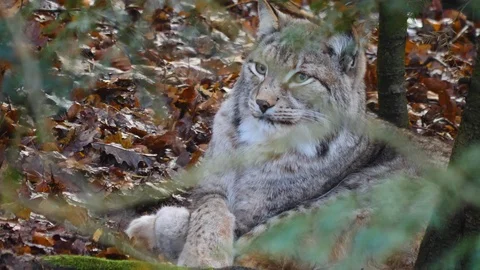 Close up of Lynx Stock Footage 122153187