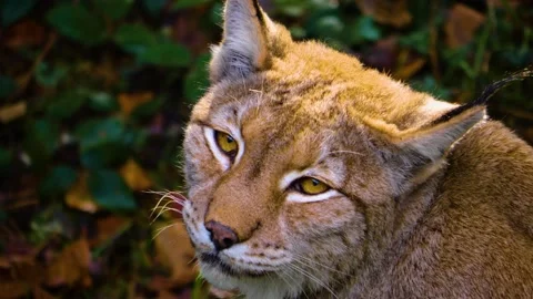 Close up of Lynx Stock Footage 140779475