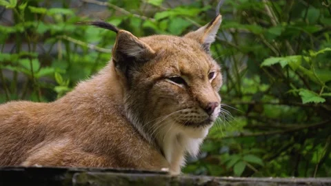 Close up of a lynx Stock-Footage 242105436