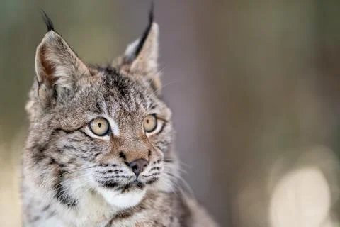 Close-up of a Lynx in a Forested Setting with Soft Blurred Background 스톡 사진