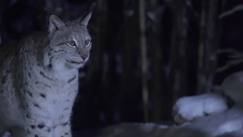 Close-up of a lynx at night in a snowy forest in the moonlight. Animal at night. Stock Footage 268431291