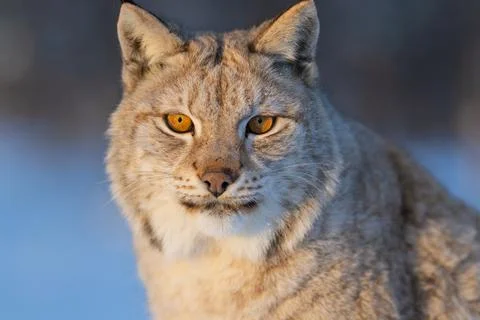 Close-up of a lynx in snow Stock Photos