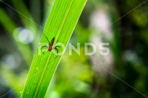 Close up Lynx spider on the grass. Stock Photos