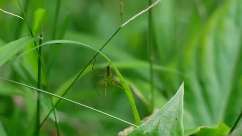 Close up of Lynx spider (Oxyopidae) Stock Footage 313352453