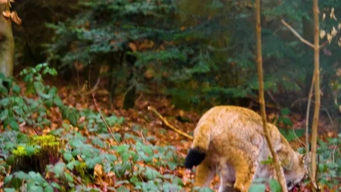 Close up of lynx in the woods Stock Footage 145122316