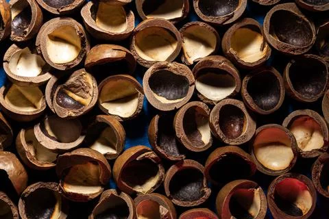 Close-up of macadamia nut shells on a blue background Foto stock
