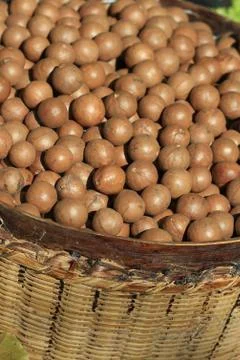 Close up macadamia nuts in basket Stock-Fotos