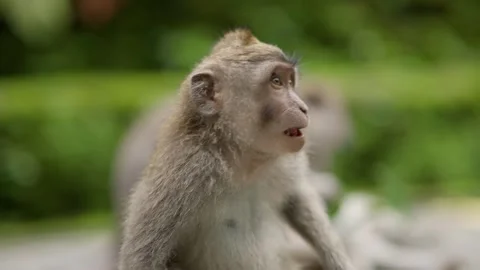 Close-up macaque in Bali Monkey Forest Stock Footage 336467156