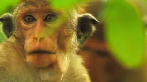 Close-up of macaque Видео 35173005