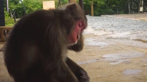 Close-up of macaque in Kyoto, japan. Video stock 88728567