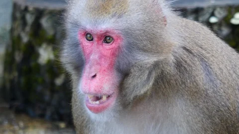 Close up of macaque monkey being surprised. Stock Footage 123015263