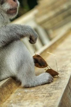 Close-up of a macaque monkey holding sunglasses in his paw Stock Photos