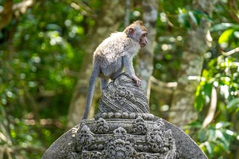 A close-up of a macaque monkey resting on a stone surface in the lush green.. Stock Photos