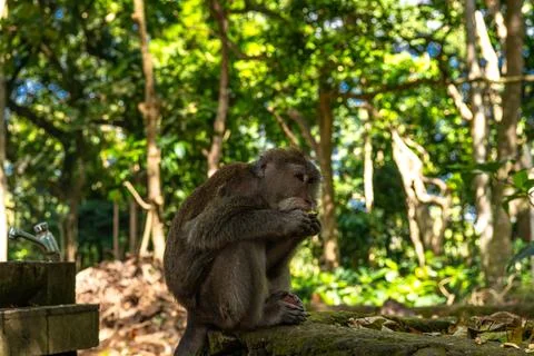 A close-up of a macaque monkey resting on a wooden surface in the lush greene Stock Photos