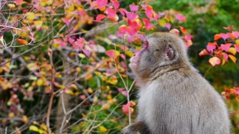 Close up of macaque monkey surrounded by autumn trees exploring its surroundings 스톡 동영상 336427600