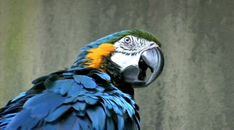 Close up macaw parrot cleaning itself Stock Footage 275960