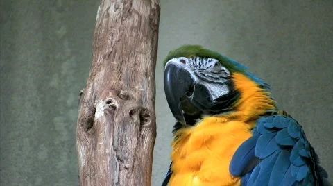 Close up macaw parrot  Stock Footage 276042