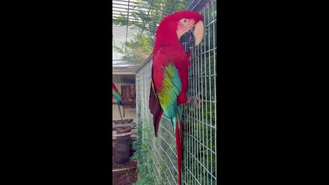 Close Up Macaw parrot Stock Footage 329983529