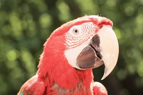Close up. macaw parrot looking at the camera Foto stock