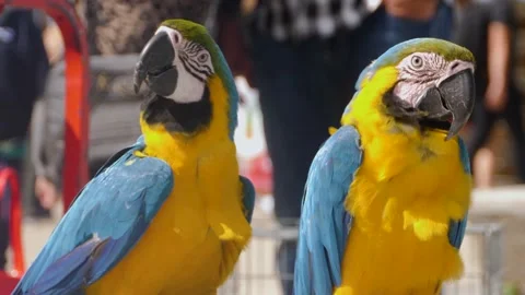Close up of macaw parrots 스톡 동영상 163993160