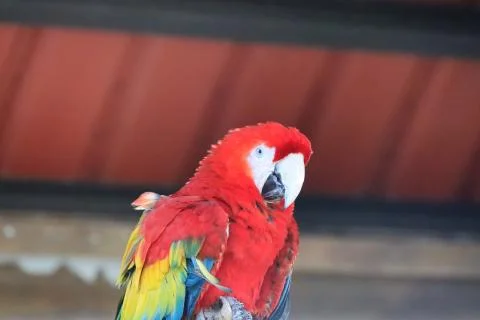 The Close Up Of Macaw Perching On Branch Stockfoto's