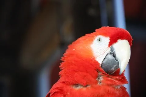 The Close Up Of Macaw Perching On Branch Stockfoto's