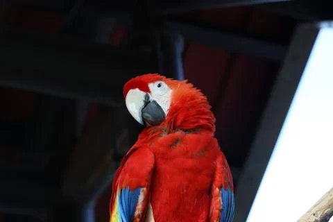 The Close Up Of Macaw Perching On Branch 写真素材