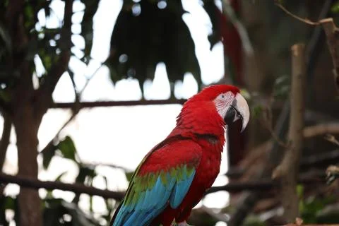 The Close Up Of Macaw Perching On Branch 写真素材